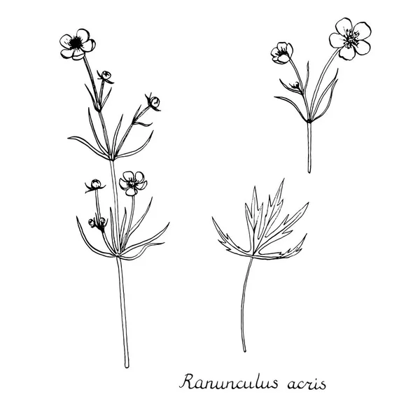 矢量墨水绘制植物 — 图库矢量图片