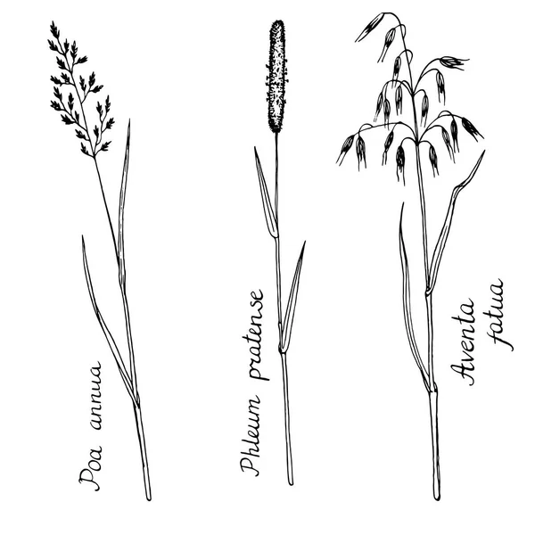 Plantas de desenho de tinta vetorial — Vetor de Stock