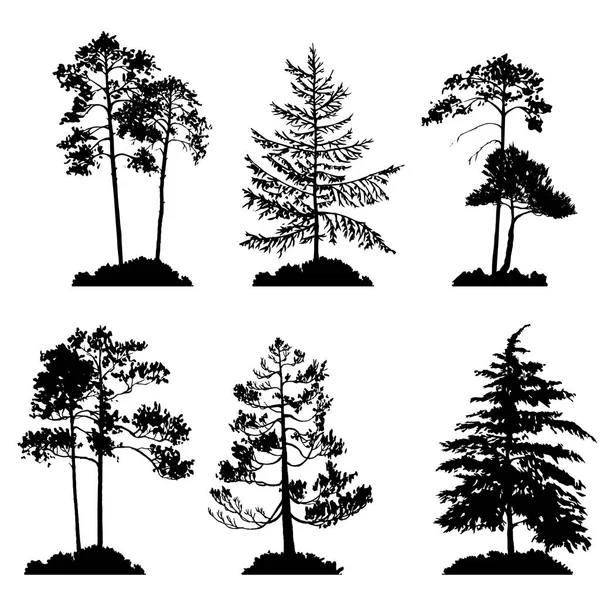 Vector set of conifer trees — Stock Vector