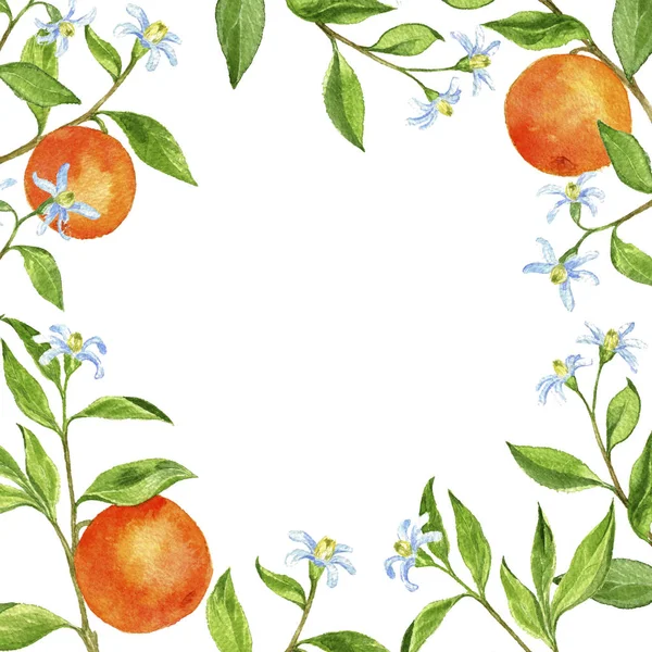 Background with fruit tree branches, flowers, leaves and oranges — Stock Photo, Image