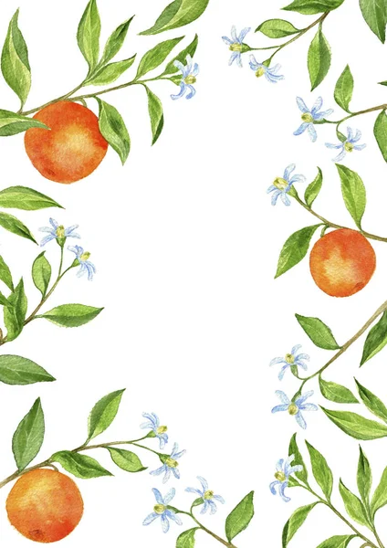 Фон с ветвями фруктовых деревьев, цветами, листьями и апельсинами — стоковое фото