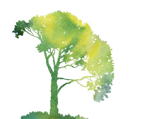 Силуэт зеленого дерева с листьями — стоковое фото