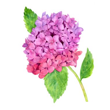 suluboya pembe ortanca