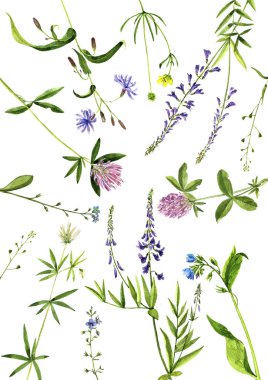 Bitkiler çizim suluboya