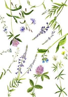 Bitkiler çizim suluboya