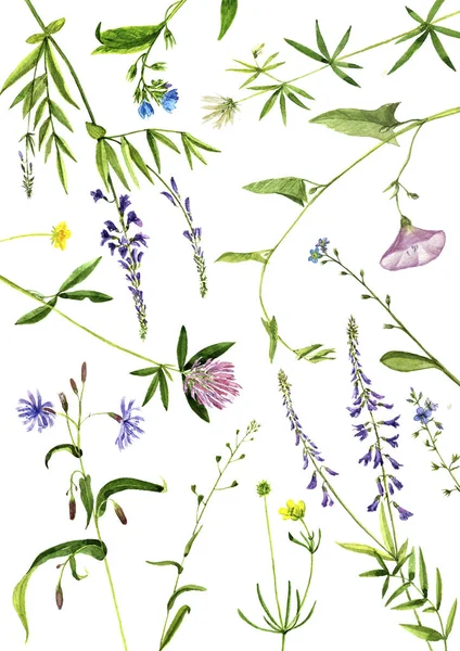 Akvarell, teckning växter — Stockfoto