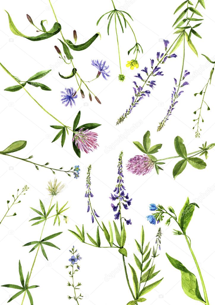 Watercolor drawing plants