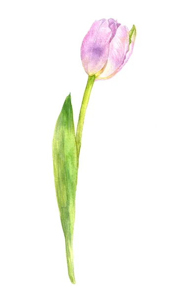 Акварель рожевий tulip — стокове фото
