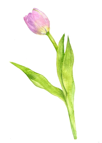 Aquarel roze tulp — Stockfoto