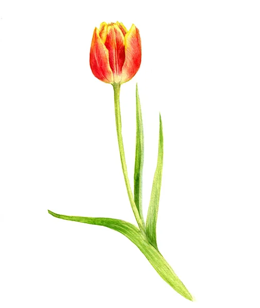 Akvarel červený Tulipán — Stock fotografie