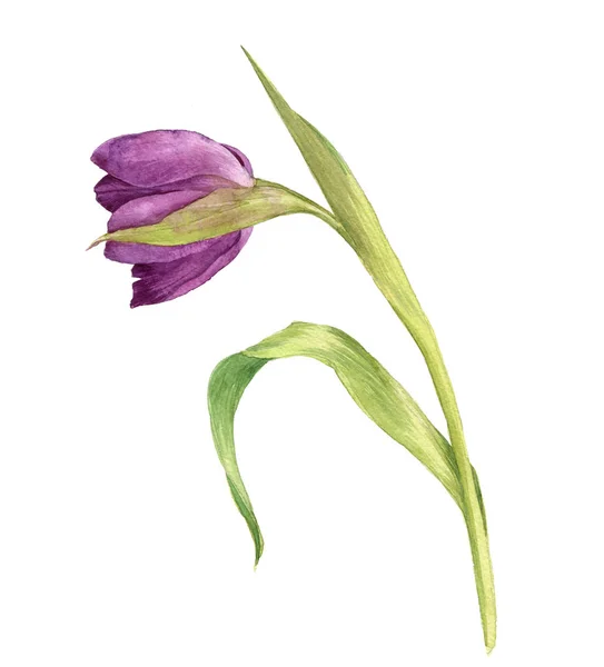 水彩的紫色郁金香 — 图库照片