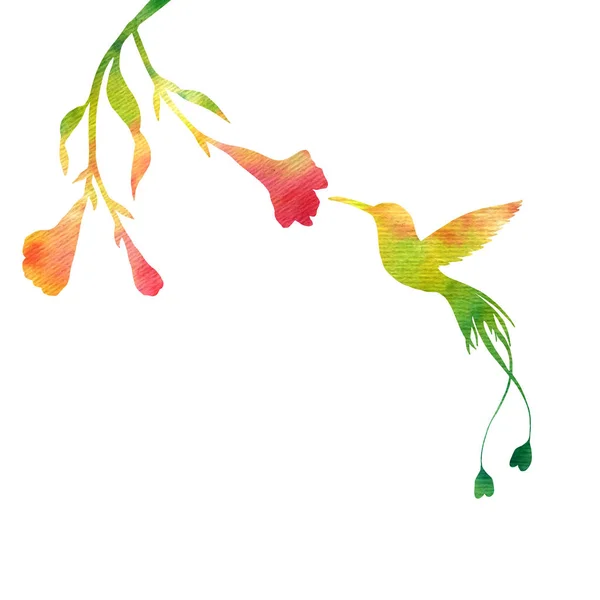 Kolibříci a květiny siluety — Stock fotografie