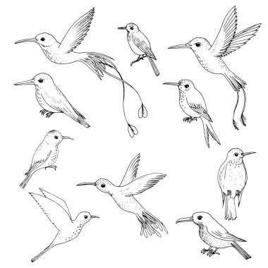 sinek kuşlarının vektör kümesi