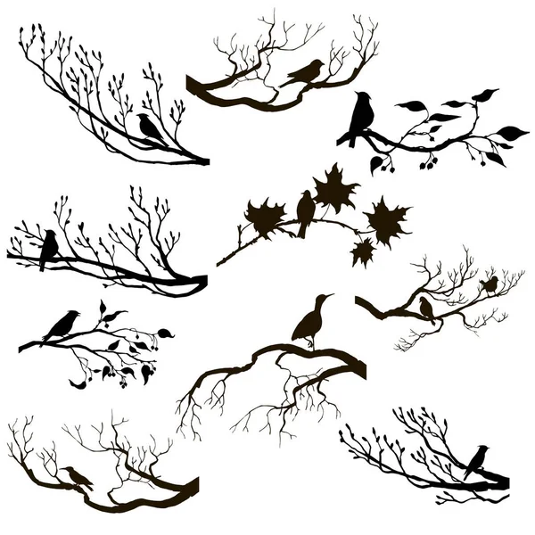 Kuşlar, ağaç dalları siluetleri vektör kümesi — Stok Vektör