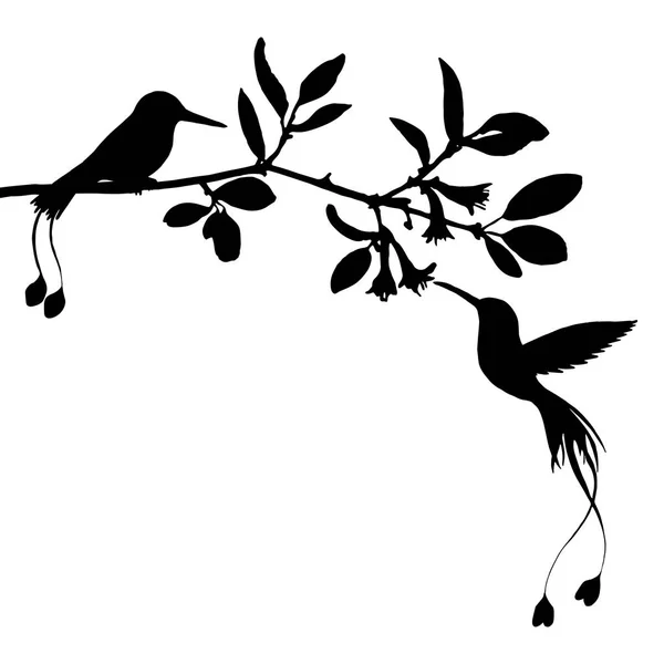 Colibríes y flores siluetas — Vector de stock