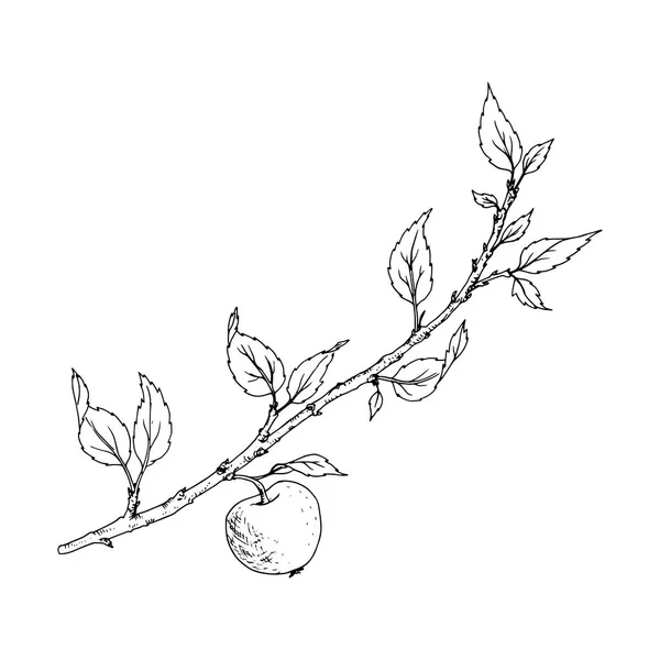 Branche d'arbre avec feuilles et pomme — Image vectorielle