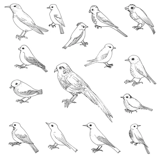 Vector conjunto de aves — Archivo Imágenes Vectoriales