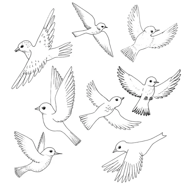 Conjunto vetorial de aves voadoras — Vetor de Stock