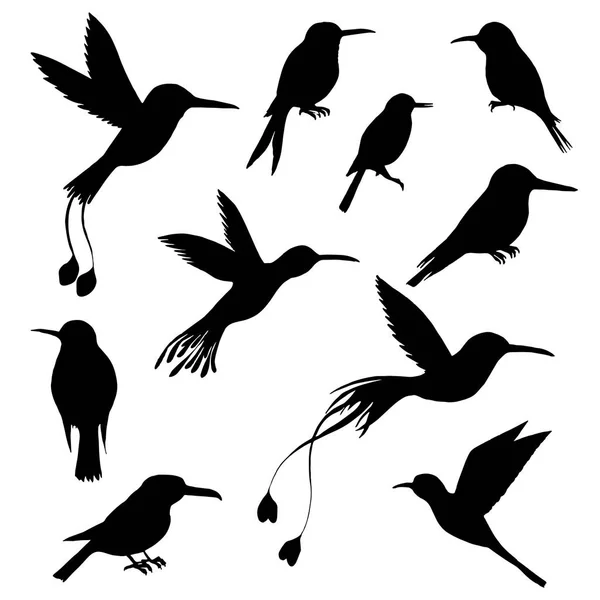 Векторный набор силуэтов колибри — стоковый вектор