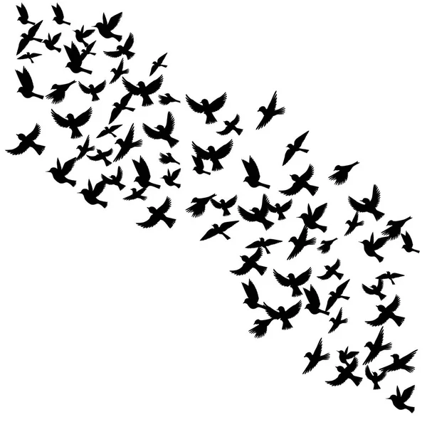 Vector aves voladoras siluetas — Archivo Imágenes Vectoriales