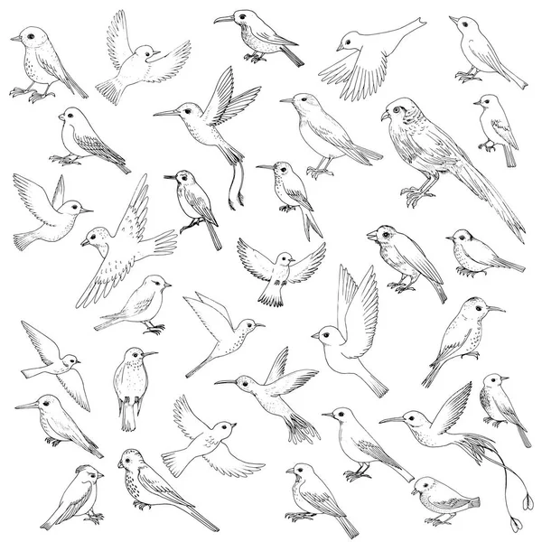 Векторный набор птиц — стоковый вектор
