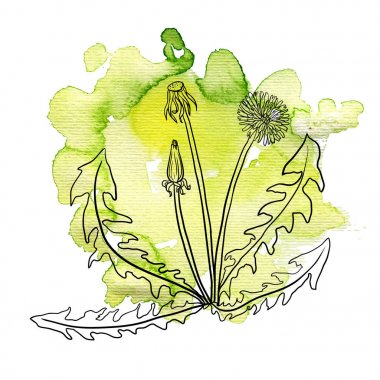 Karahindiba, suluboya arka plan