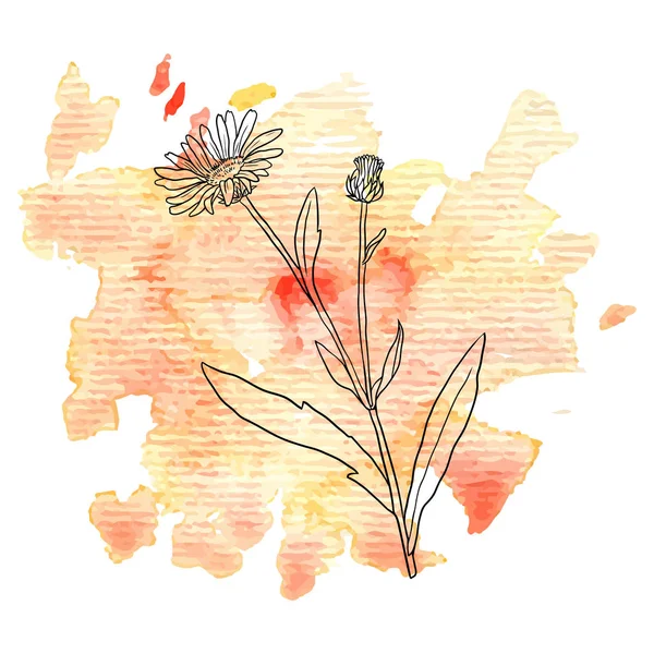 Květ měsíčku na akvarel zázemí — Stockový vektor