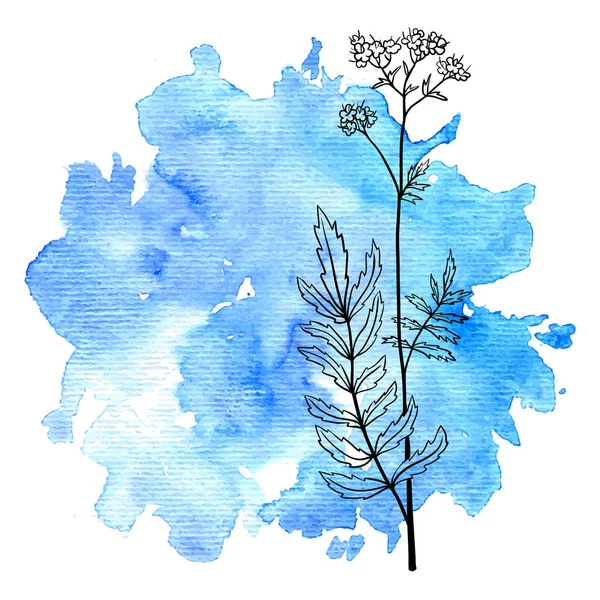 水彩画背景でバレリアンの花 — ストックベクタ