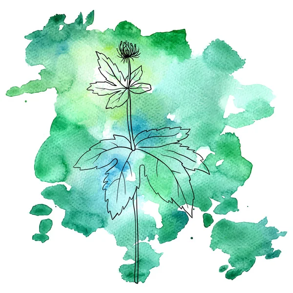 Kwiat hydrastis w tle akwarela — Wektor stockowy