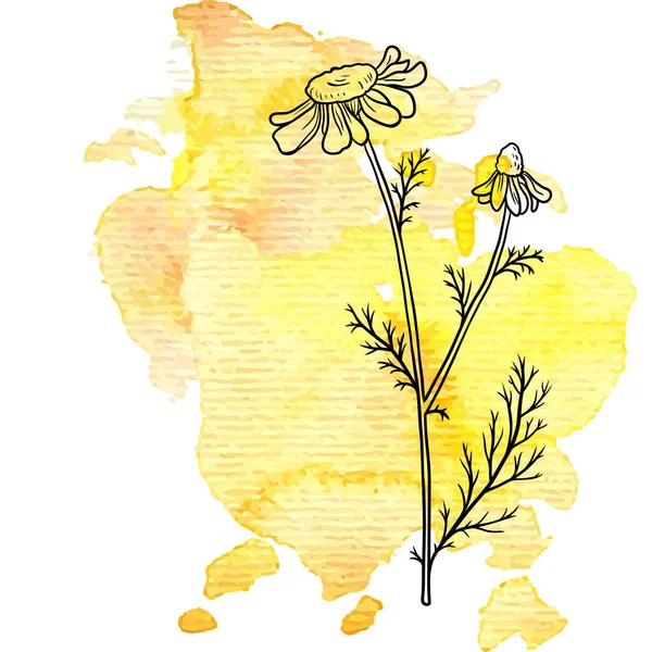 Квітка ромашки на акварельному фоні — стоковий вектор