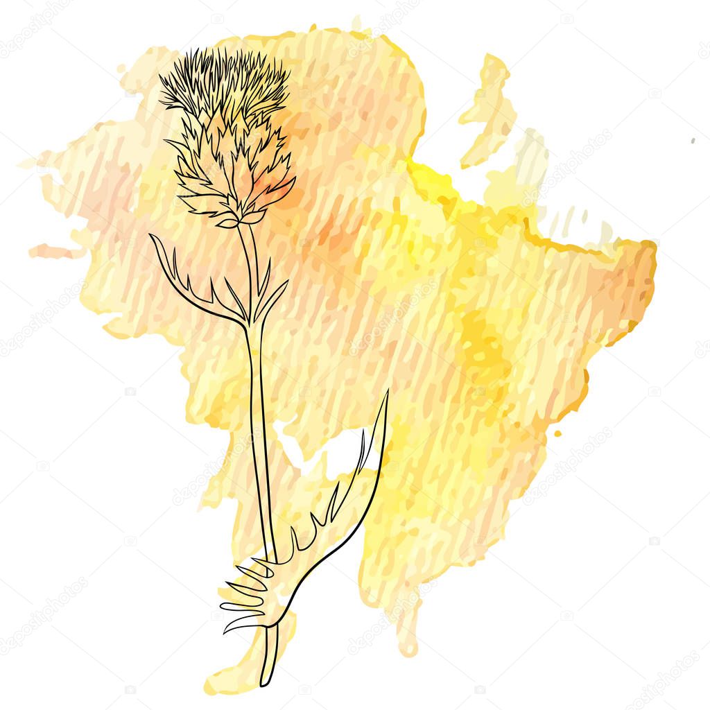 milk thistle flower at watercolor background