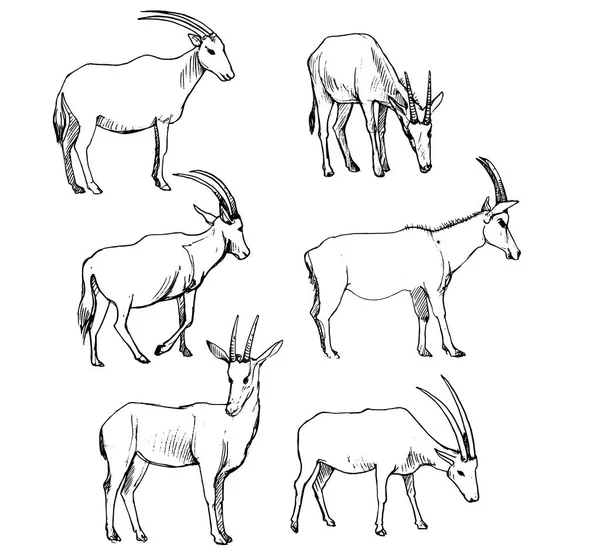 Vector set of antelopes — Stock Vector