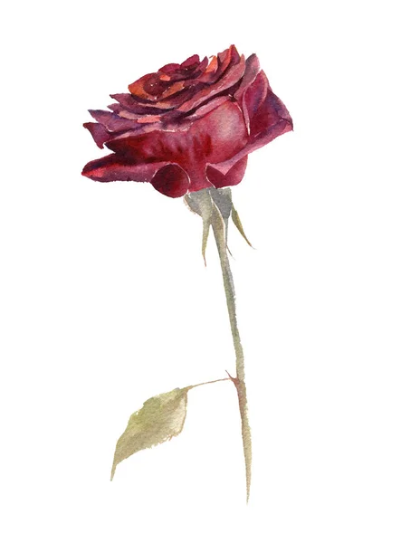 Watercolor red rose — Stock Photo, Image