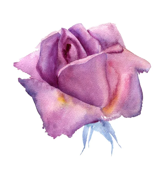 Aquarell rosa Rose — Stockfoto