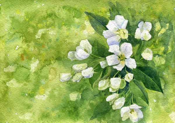 水彩の白いリンゴの花 — ストック写真