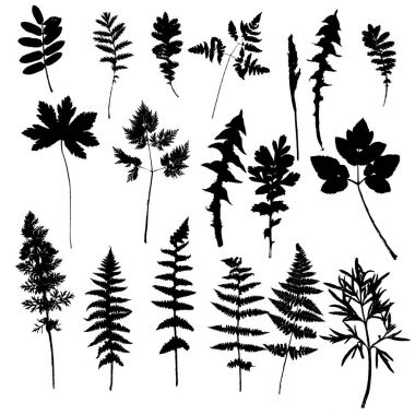 Bitkiler ve yaprakları siluetleri kümesi