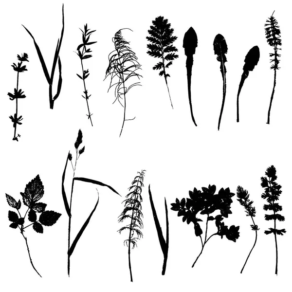 Aantal planten en bladeren silhouetten — Stockvector