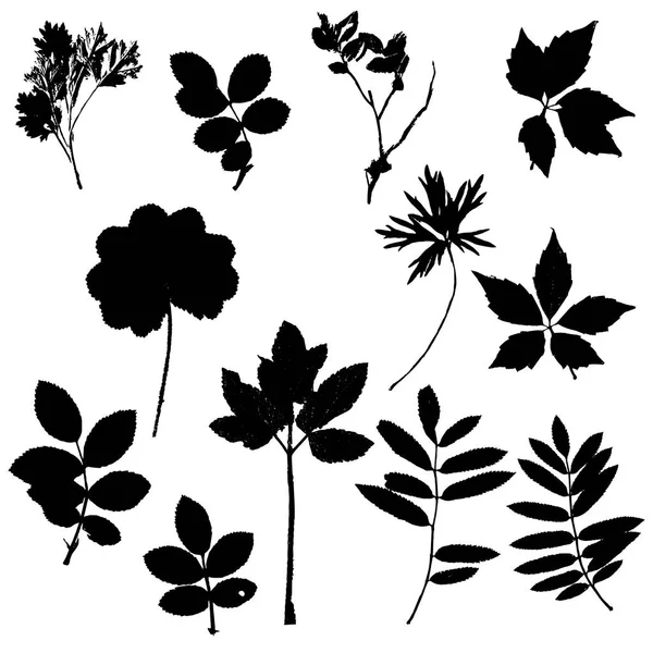 组的植物和树叶剪影 — 图库矢量图片