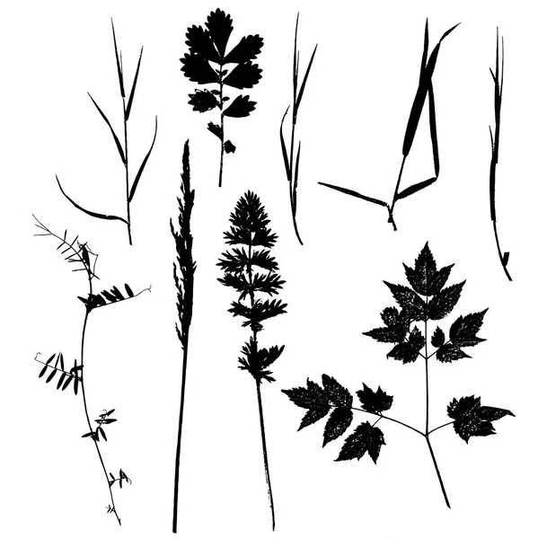 Ensemble de silhouettes de plantes et feuilles — Image vectorielle