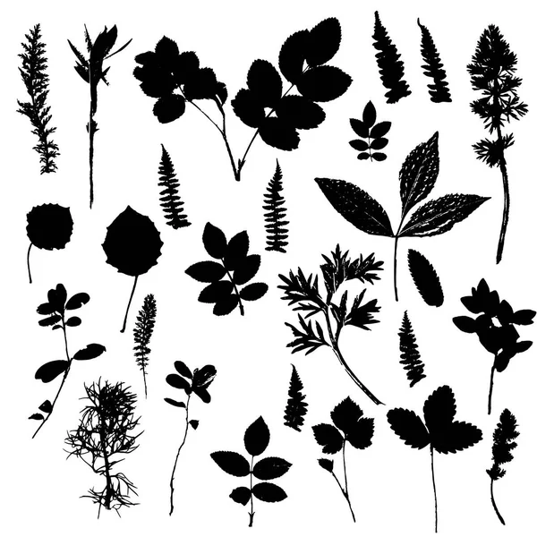 Conjunto de siluetas de plantas y hojas — Vector de stock