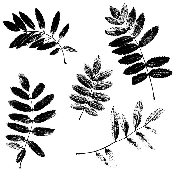 Set of rowan leaves silhouettes — Stock Vector