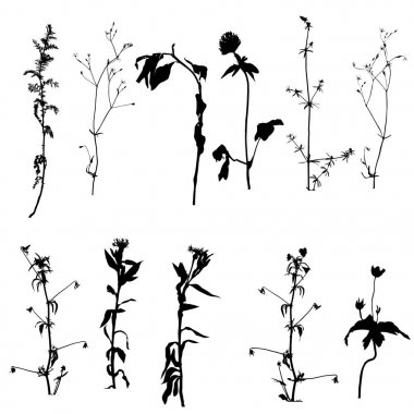 vahşi bitkiler siluetleri vektör