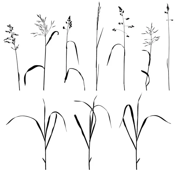 ベクトル野生の穀物の植物 — ストックベクタ