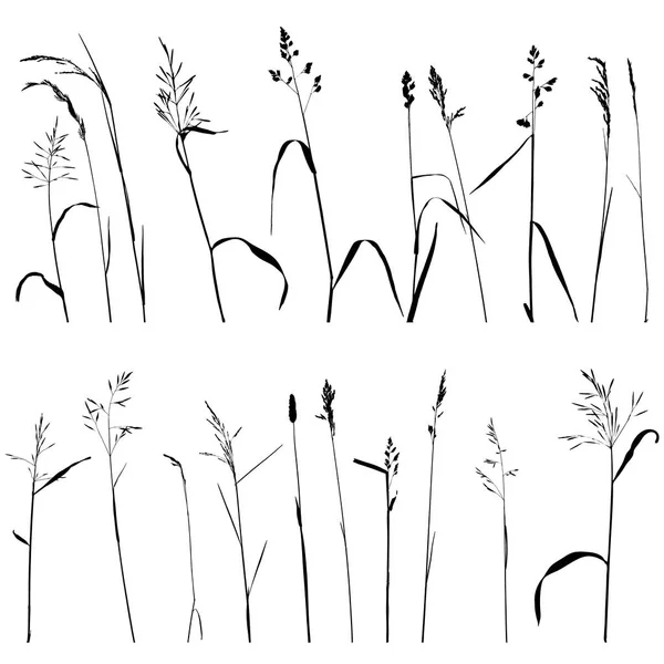 Vector wild granen planten — Stockvector