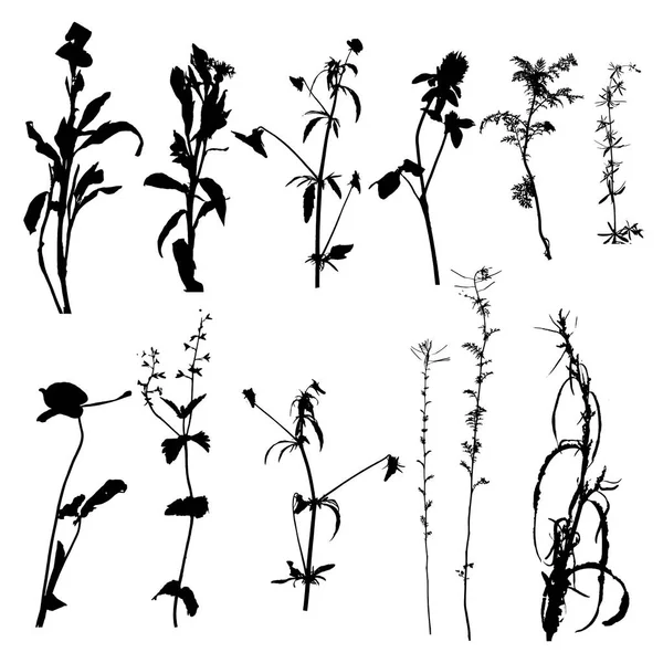 Vector wild plants silhouettes — Stock Vector