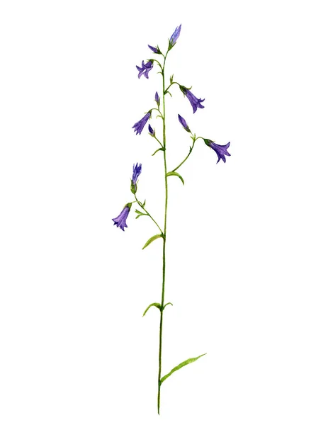 Acquerello disegno campana fiori — Foto Stock