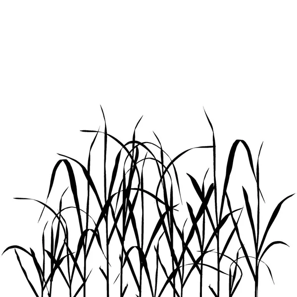 Vector grass plants — Stock Vector