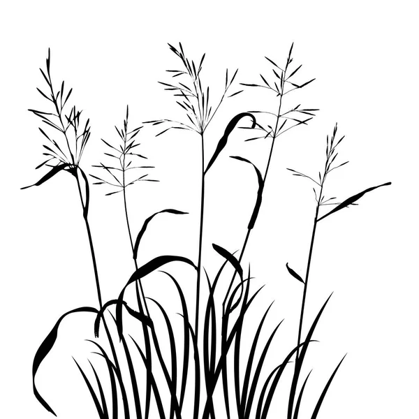 Векторні дикі зернові рослини — стоковий вектор