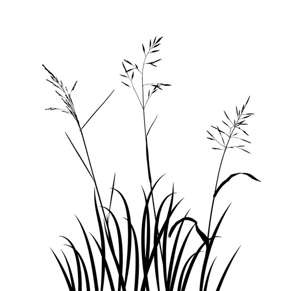 Vecteur plantes céréalières sauvages — Image vectorielle