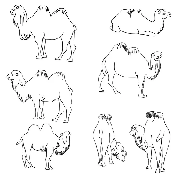 Conjunto vetorial de camelos —  Vetores de Stock
